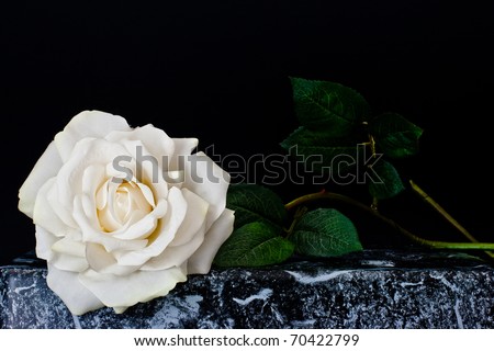 ,white rose,