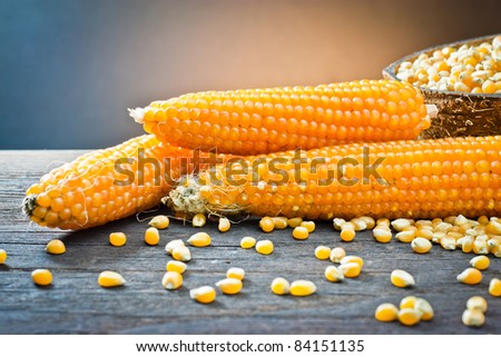 ,ear of corn,