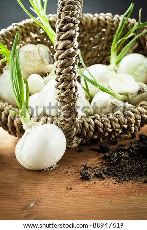white onions in the basket
