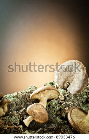 mushrooms on tree bark