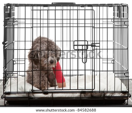 Caged dog with broken leg in a cast