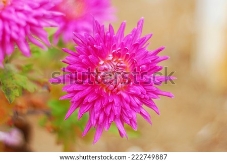 Purple chrysanthemum on unfocused colorful flowers background
