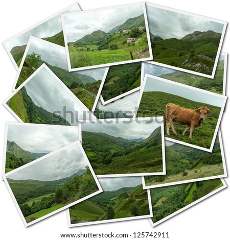 Collection of pictures of green landscapes and a cow