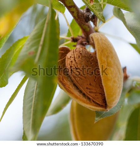 Ripe Almonds On The Tree Branch