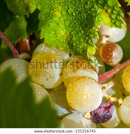 Grapes on the vine with dew drops
