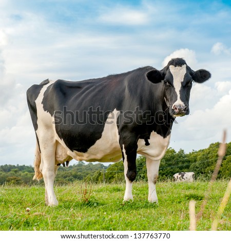 Black And White Cow Grazing In The Meadow