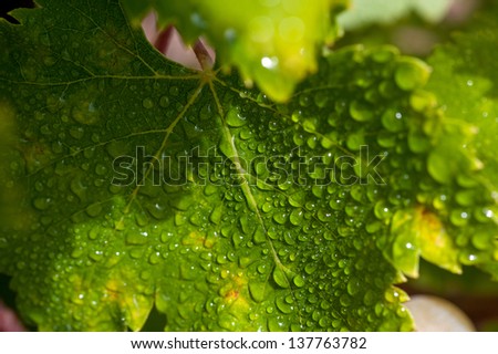 Macro shot on a vine leaf covered in dew