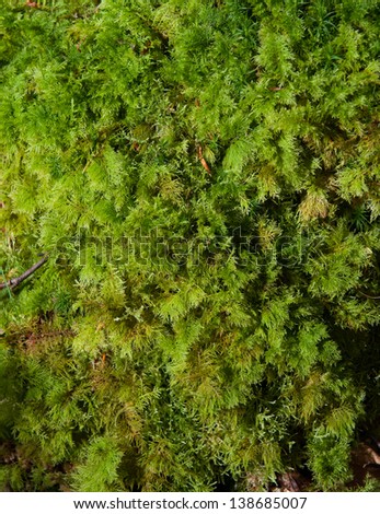 Green forest bush, ideal for backgrounds