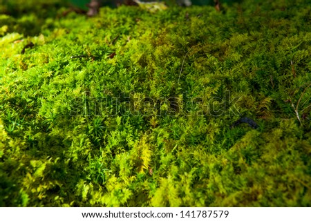Green forest bush, ideal for backgrounds