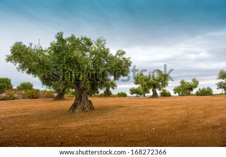 Olive Tree Fields With Red Soil