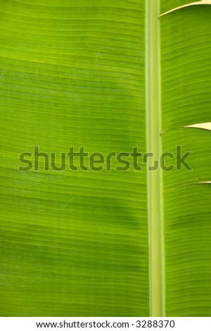 Close-up shot of a banana tree leaf