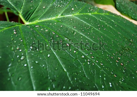 Close-up shot of a leaf of a tropical plant with drops of morning dew