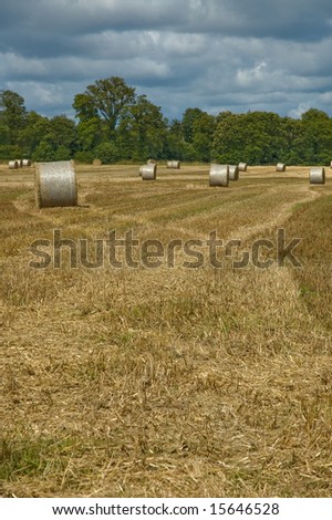 Stormy summer day in harvest  time on a wheat field, with the hay gathered into rolls
