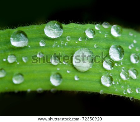 Macro shot on a blade of grass covered in dew