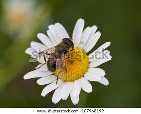 A macro shot of a Honey Bee on a daisy flower.