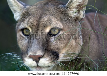 Mountain lion (Puma concolor) laying in the grass stalking its prey.