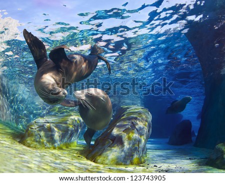 Playful California Sea Lions (Zalophus Californianus) Come Together For A Kiss Underwater While Another Sea Lion Is Swimming Through The Pathway In The Background.