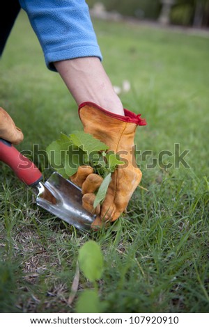 Detail image of Garden work, pulling out weeds, with lush green lawn and blurred background as copy space.