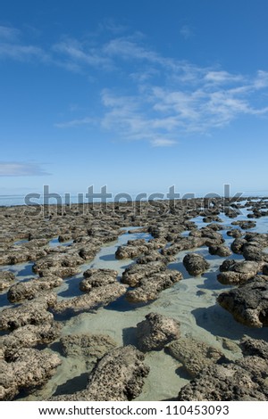 Stromatolites in the World Heritage Area of Shark Bay, Western Australia, most likely earths first living microorganisms and producer of oxygen, around 3 billion years ago.