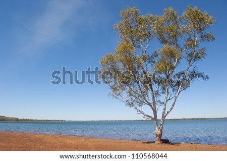 Tree at remote lake in outback Australia, near mining town Newman in Western Australia, isolated with blue sky as background and copy space.