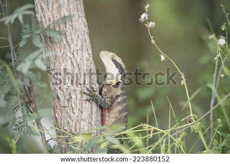 Portrait of lizard reptile Eastern Water Dragon, (physignathus lescueurii) on tree in Australian bush.