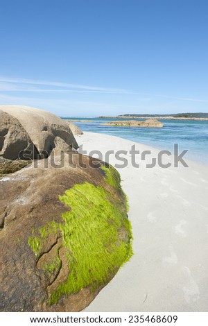 Green sea weed on rock at white beach at Bay of Fire, Tasmania, Australia, with turquoise ocean water, popular summer tourist destination at St Helens, copy space.
