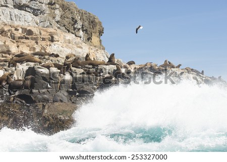 Group of resting fur seals on rocky island in Southern Ocean, Tasmania, with big wave, flying bird, blue sky and copy space.
