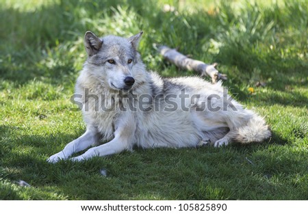 Wolf  laying down