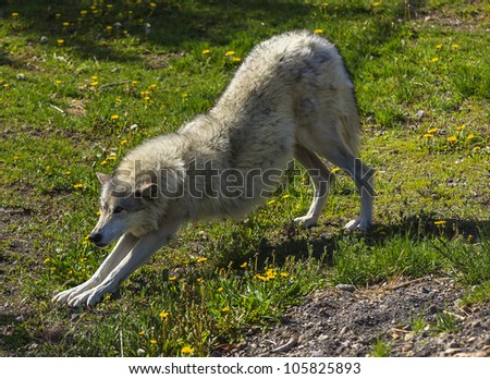 Wolf stretching