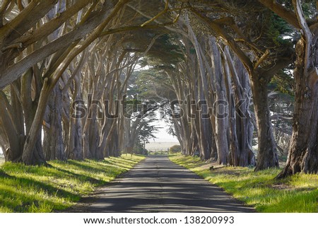 Tunnel of trees leading lines