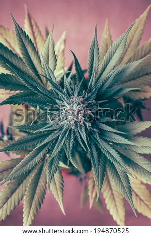 Top view of Cannabis female plant, Indica dominant hybrid in flowering phase.