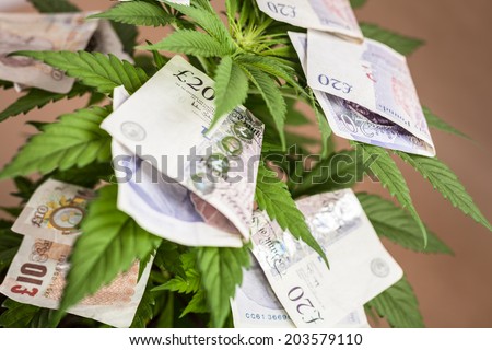 Cannabis business concept. Cannabis plant with banknotes in British currency.
