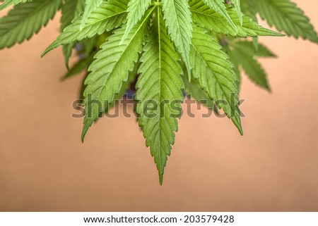 Detail of Cannabis female plant, Indica dominant hybrid.