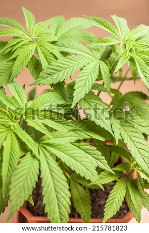 Cannabis female plant in flowerpot, Indica dominant hybrid in vegetative stage.