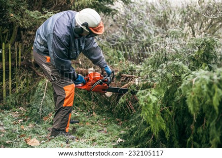 Professional gardener cutting tree with chainsaw.