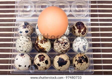 comparison between chicken egg and quail eggs stock photo quail egg size chart
