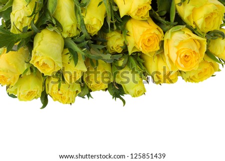 yellow roses border