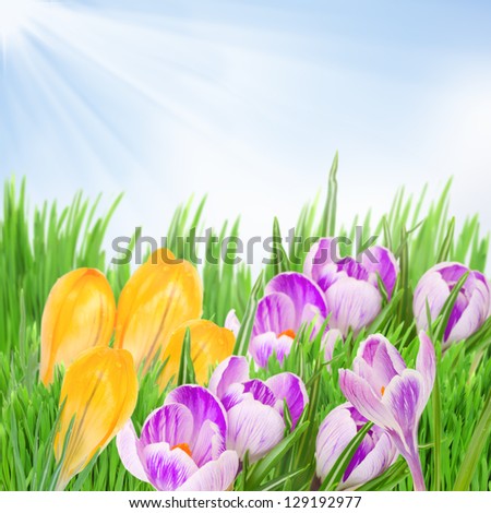 yellow and purple crocuses flowers growing from grass on sky background