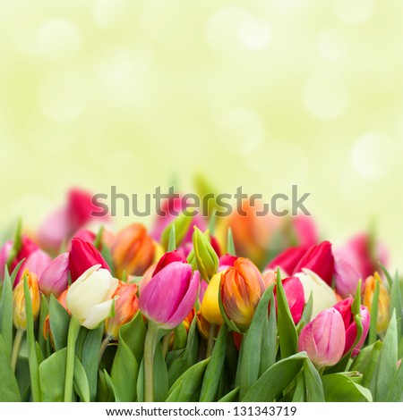 tulips growing  in garden on green bokeh background