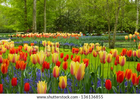 spring flowers in dutch spring garden Keukenhof in Netherlands spring flowers in dutch spring garden Keukenhof in Netherlands
