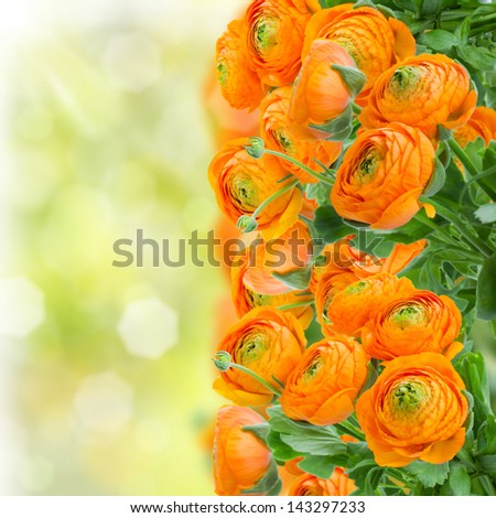 orange ranunculus flowers  border on green garden background