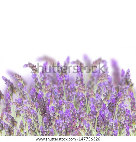 Lavender field  flowers isolated on white background