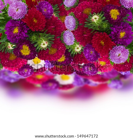 border  of fresh aster flowers isolated on white background