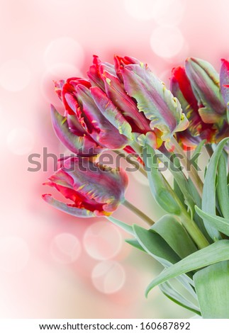 bouquet of red parrot   tulips  on bokeh background