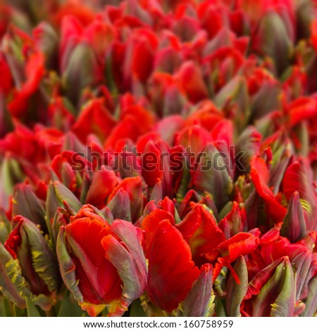 bunch of red  parrot tulips  close up background