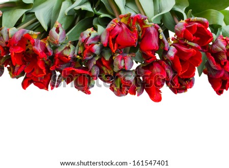 lying in row red parrot tulips isolated on white background