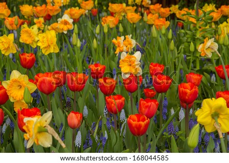 colorful   tulip and daffodil  flowers in Keukenhof garden, Holland