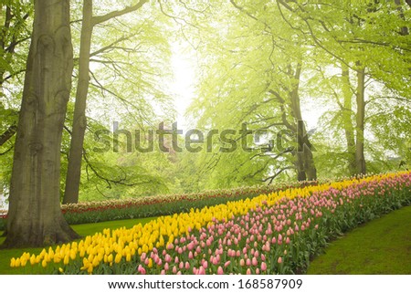 Colorful spring flowers and green  trees   in holland garden Keukenhof, Holland