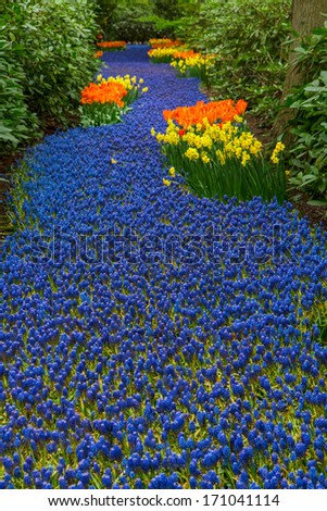 Blue spring  river of muscari flowers  in holland garden Keukenhof