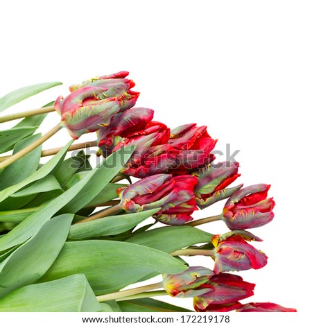 red parrot tulips isolated on white background